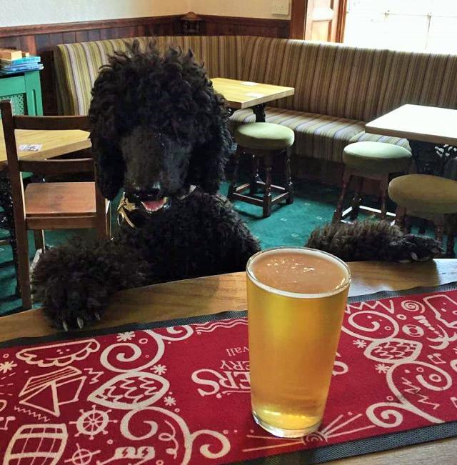 Did you know we're dog friendly? This is one of are regulars at the Inn... #angarrackinn #dogfriendly #cornwall