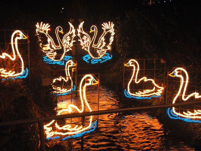 7 Swans a Swimming - 12 Days of Christmas at Angarrack Christmas Lights